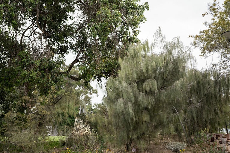 キングスパーク。