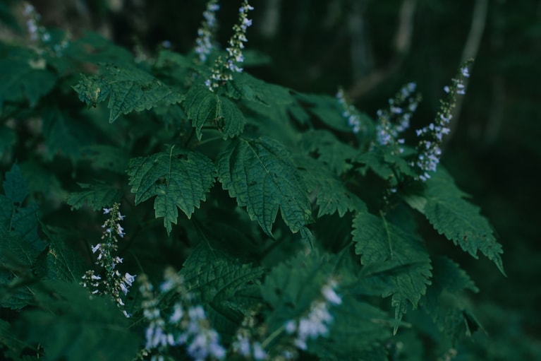 ふと足を止めて山道の脇に目を止めれば、美しい花々が。