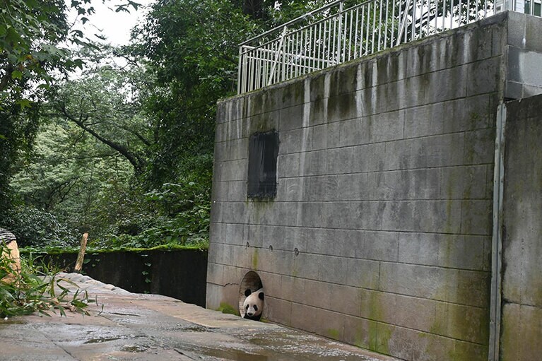 屋内から登場するシャンシャン。