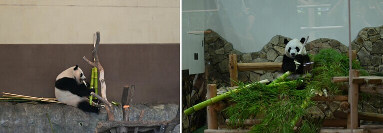 アドベンチャーワールドでの最終公開日。4歳の楓浜（左）、6歳の彩浜（年齢は撮影当時）。