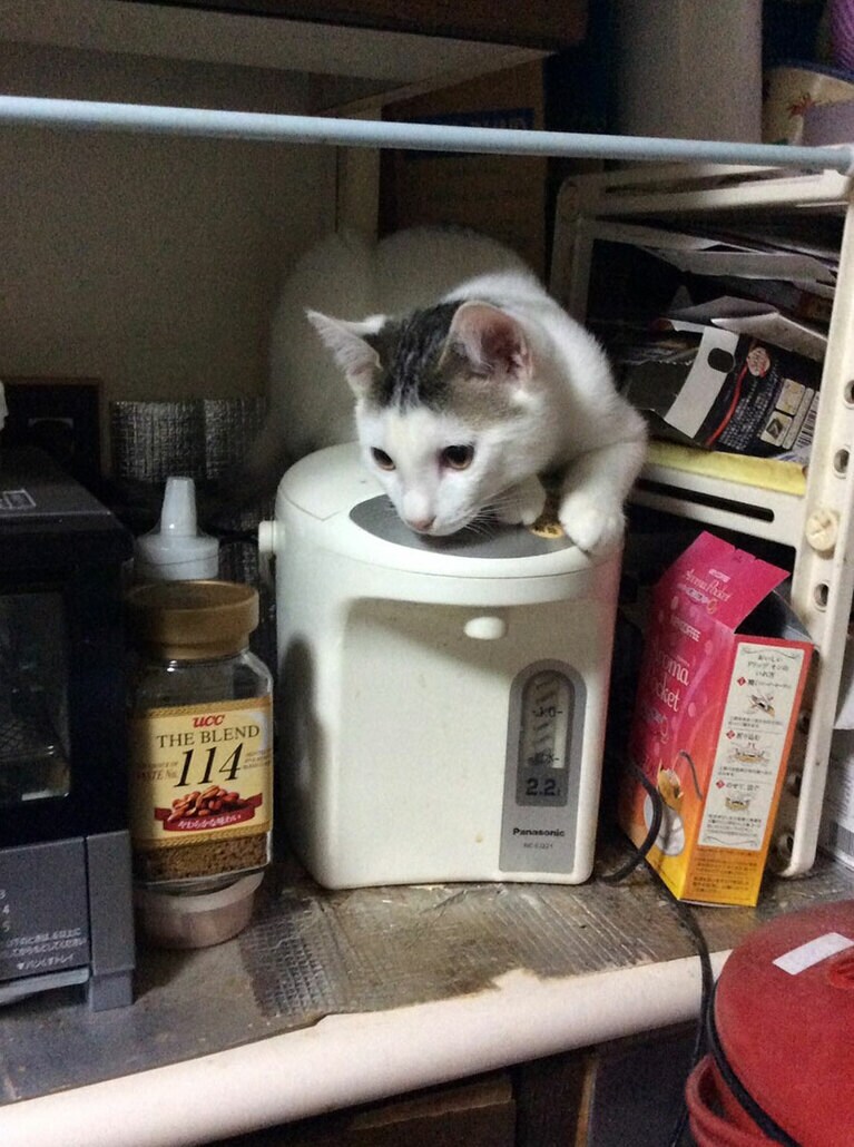 ユキ ♂ 0歳。お茶を入れようと思いキッチンに行ったら電気ポットの上にいたのでビックリ。