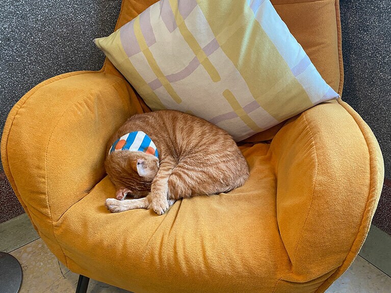 人なつっこい看板猫オーパン。愛らしく甘えてくるので癒やされます。猫好きの方は、ぜひこちらの部屋に滞在を。