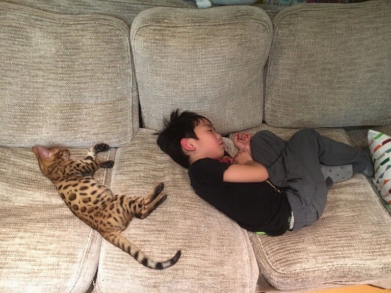 大将 ♂ 8歳。イケメン猫なのに、もう1匹の猫のエサを横取りするようながめつい性格（うりはぜさん）