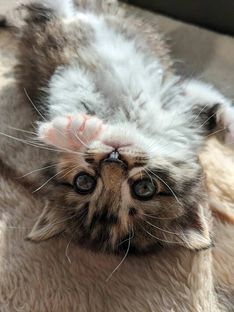 まつ ♀ 2カ月。かわいい。