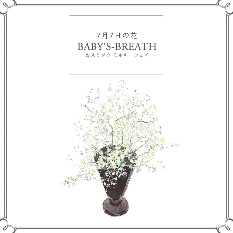 7月7日の花「カスミソウ ミルキーウェイ」