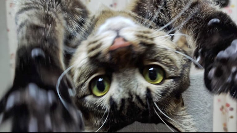 める ♀ 2歳。「遊ぶのが大好きで、運動神経バツグンな女の子です。元々ビビりな子だったのですが、甘えん坊になってくれました。帰宅したら、キャットタワーに上がり嬉しさを身体全体でアピールしてくれた時の一瞬の表情ですが、可愛すぎるので、この写真を選びましたぁ」（飼い主さんより）。