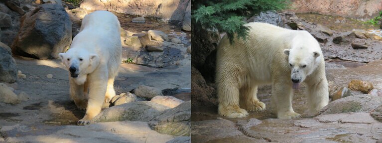左：ツヨシ。2016年11月撮影。右：ジャンブイ。2018年5月撮影。