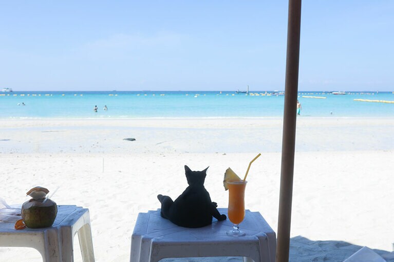 ラン島のねこさん。30軒ほど立ち並ぶパラソルへ順にご挨拶をして回っており、ようやく私の所へ。一緒にのんびりした時間を過ごすことができました。