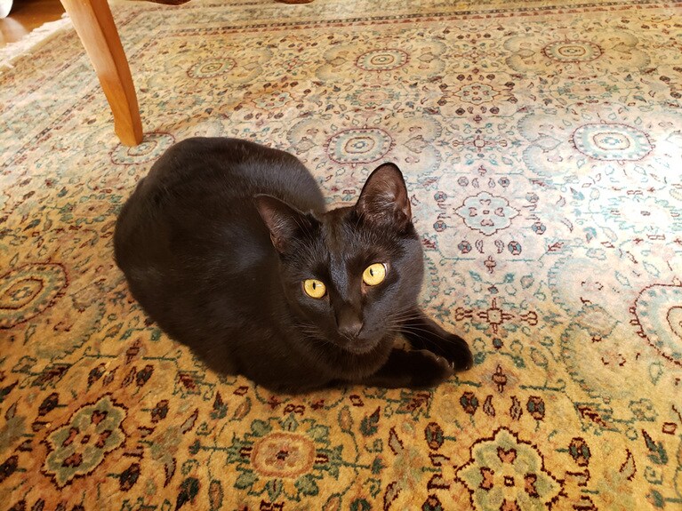 ルビー ♀ 2歳。我が家の末っ子ルビーです。元気いっぱい飛び回ってます。