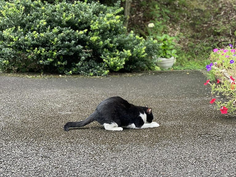 田中さん撮影の地域猫。