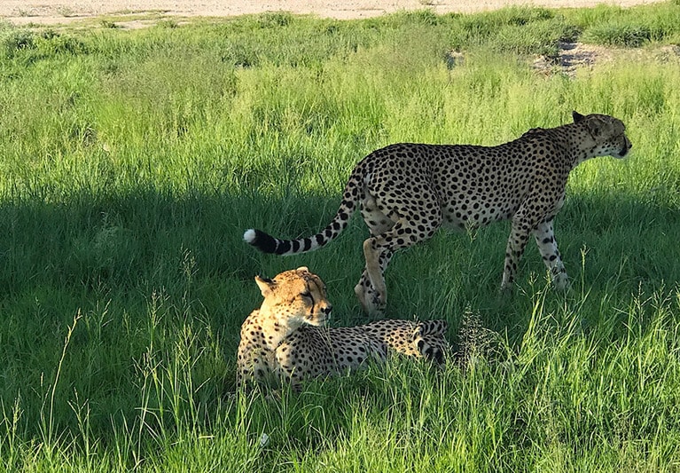 2頭のチーターはキャンプで「シャイボーイズ」と呼ばれ、その名の通りシャイなので、なかなか人前に現れないのだが、遭遇できて超ラッキー！