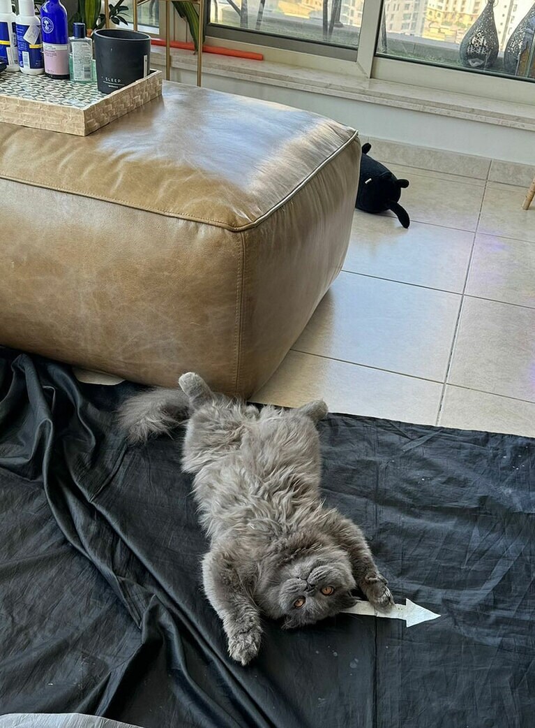 スモーキー ♂ 10カ月。猫のコメント「僕の祖先はスコットランド、いまはなぜか灼熱のドバイ（？）得意技はスコ座り。日曜日の午後はクーラーの効いたお部屋で、のんびりするのが最高ニャーン。」。飼い主のコメント ：捨て猫だったスモーキー、アブダビで保護され、ドバイの我が家にやってきました。日曜の午後、お腹をみせて万歳のポーズ、リラックス状態です（ドバイからニャンさん）