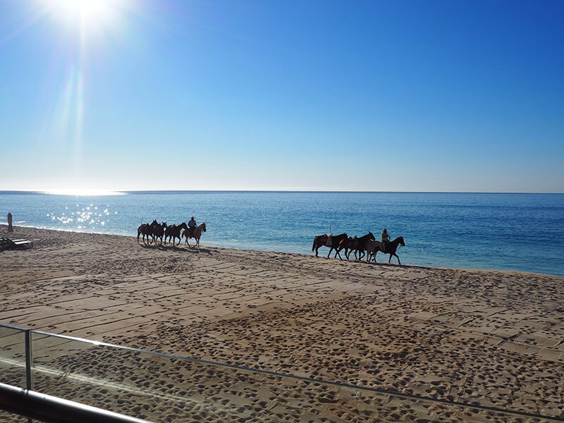 朝ごはんを食べていたら、ビーチを馬が散歩する風景に遭遇。