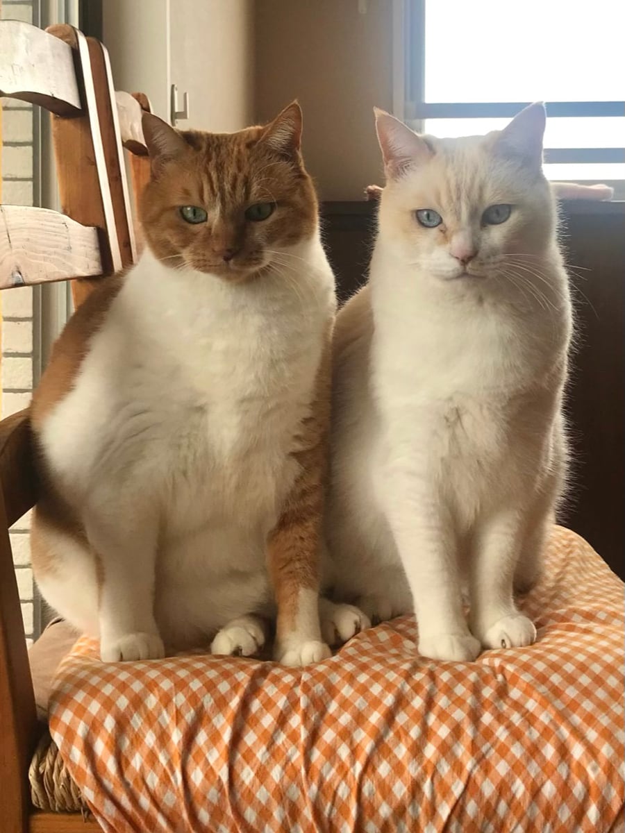 ちゃた(左)とれん(右) ♂ 12歳。生まれた時から一緒の兄弟猫です。最近は新調したソファを占領中。