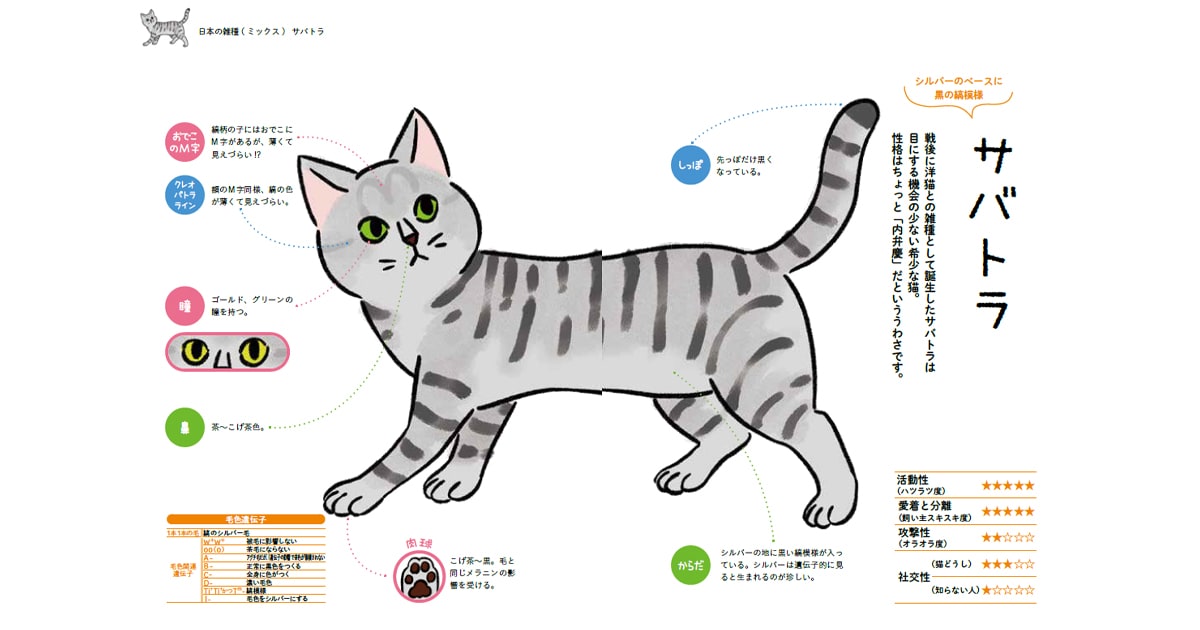 戦後誕生したサバトラは 遺伝的にも希少な猫。 目立つ柄ゆえ警戒心は強め？