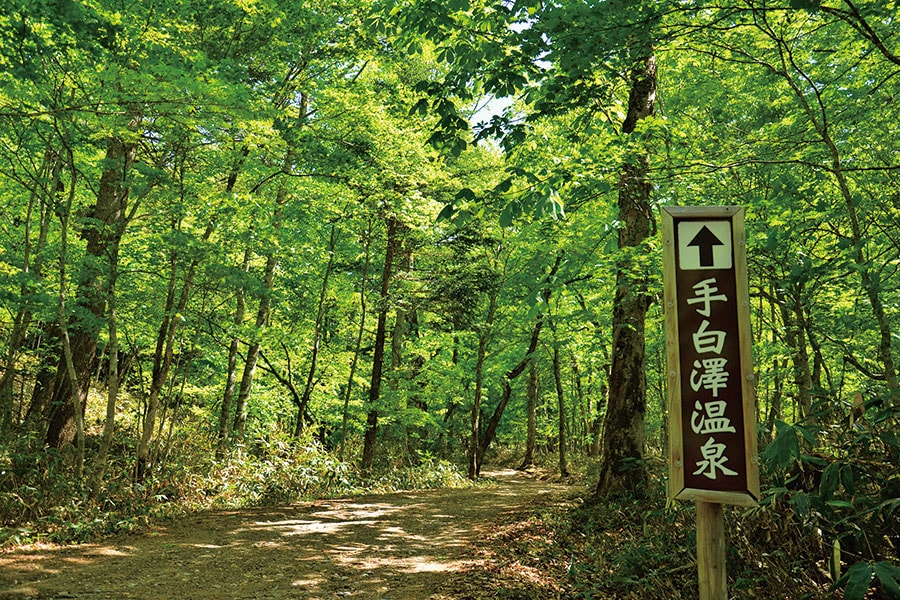 ブナの原生林の中を進むと「手白澤温泉」の看板が見えてくる。