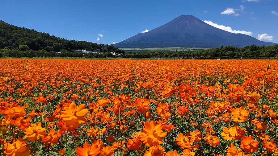 花の都公園