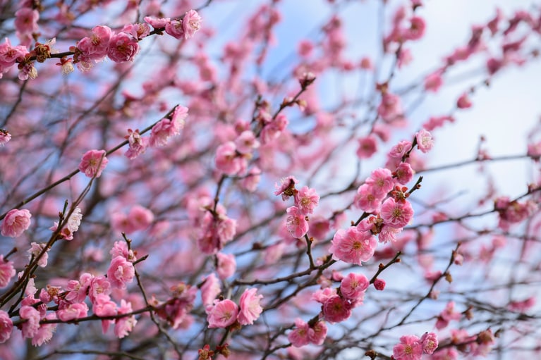 広大な敷地をゆっくり散策し、梅を楽しむ。所要時間は1時間30分〜2時間ほど。