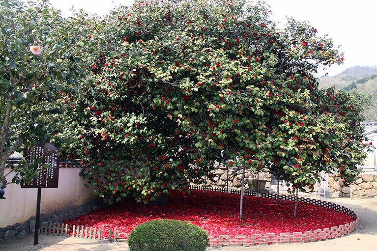 圀勝寺(こくしょうじ)。