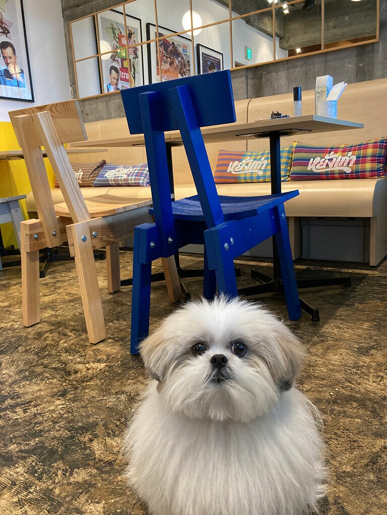 モコゾウのソフビほか、陶器のE.T.、マックのポテトみたいな鉢植えなどが並ぶ店内。