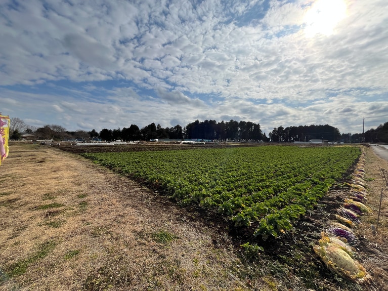 さつまいも畑が広がる開放的な景色が広がる、千葉県・香取市。