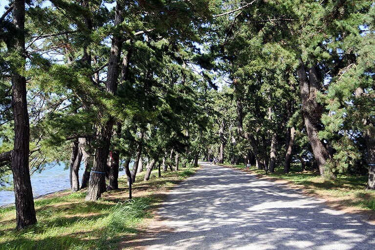 松並木が続く天橋立。夕方は、木々の合間から光が差し込み、鉄道のレールのようになることから“トワイライト・レールロード”とも呼ばれています。