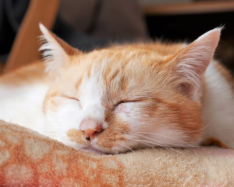 美海(みう) ♀ 15歳。アゴを伸ばして寝るのが好き。