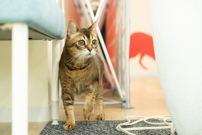 オフィスにあるサイネージの裏を散歩するマロンさん。