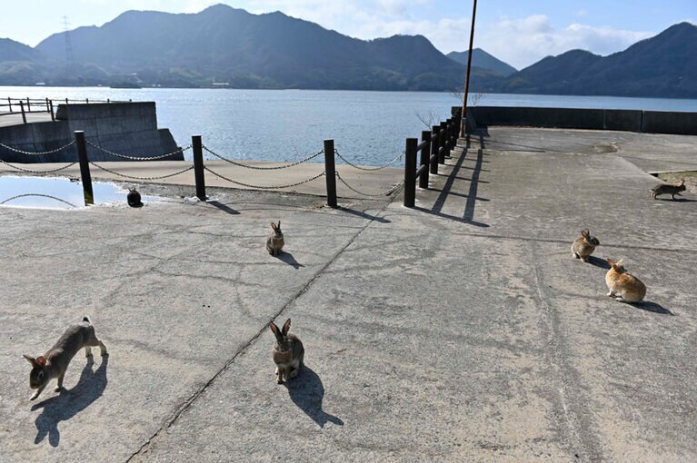 【大久野島】第一桟橋のあたりにも、うさぎがちょこちょこ。