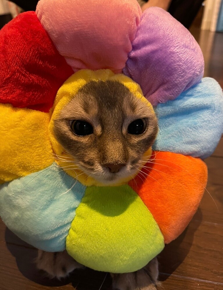 リリー ♀ 7歳。お顔に傷が出来てしまい、エリザベスカラーを装着中に撮れた奇跡の一枚です。某TOKYO MXさんのキャラクターにそっくりです（Ellyさん）