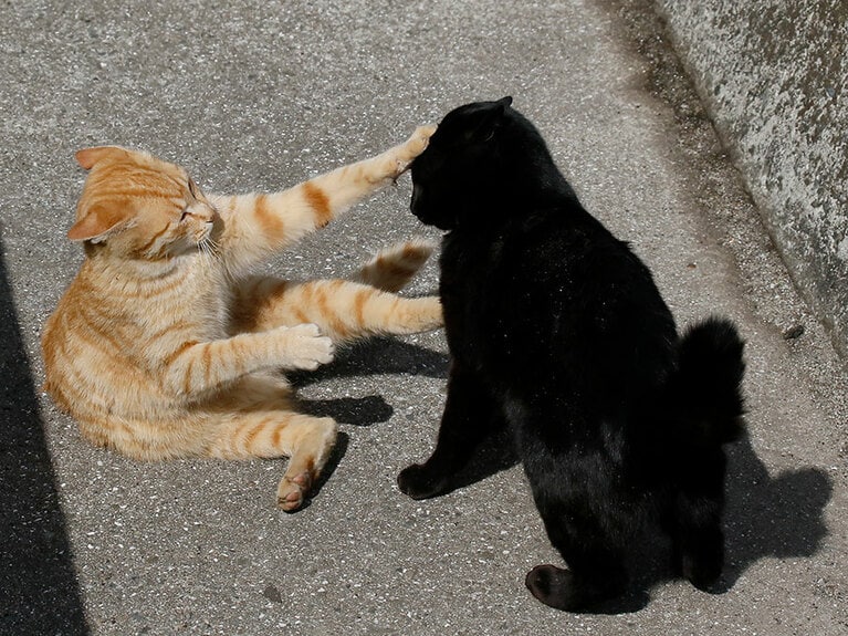 「お前ニャんか弱っちいから、前足一本で十分なのニャ♪」