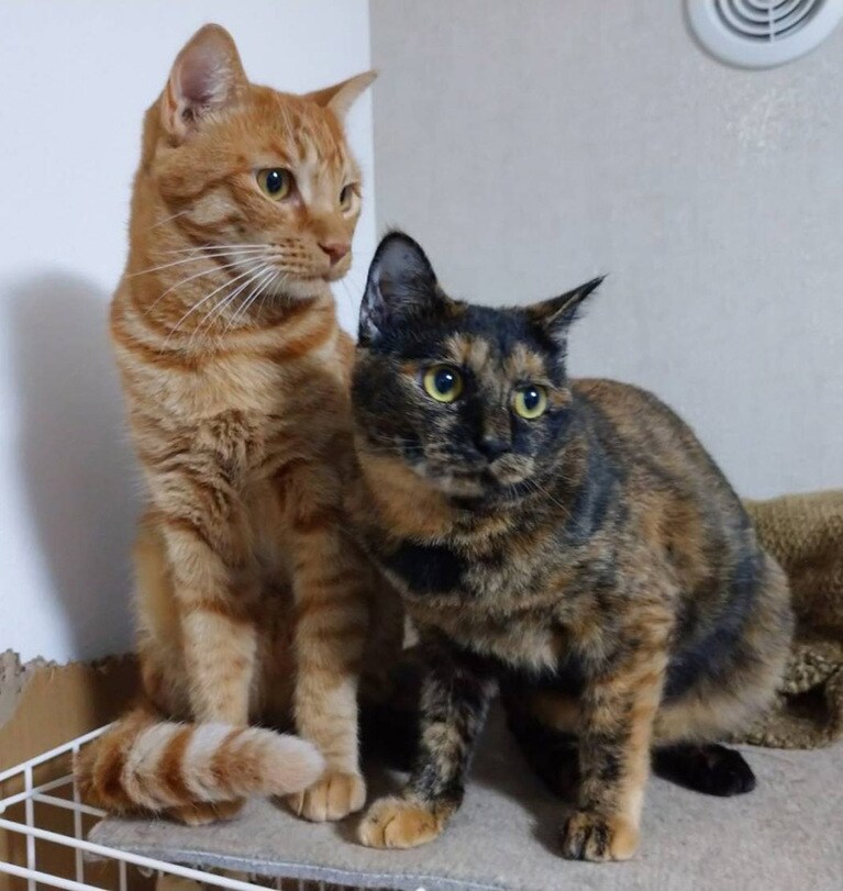 たまねぎ♂・ごぼう ♀ 1歳。兄妹猫のたまねぎ(兄)とごぼう(妹)、仲良しです。