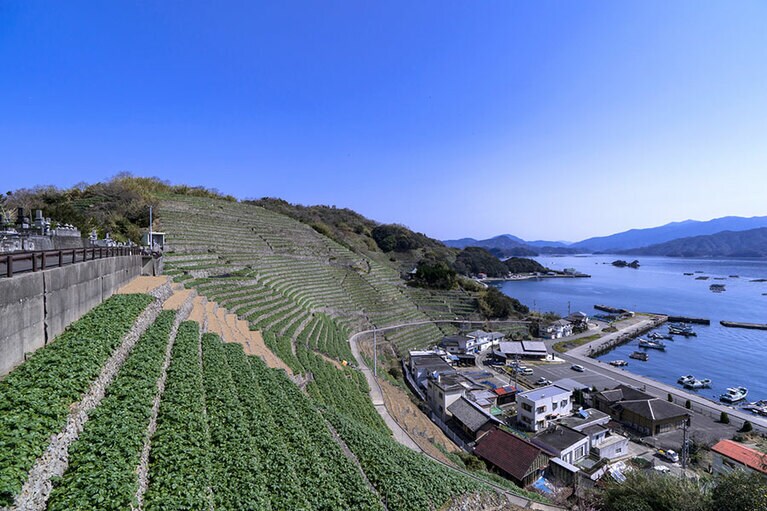 遊子水荷浦の段畑／愛媛県