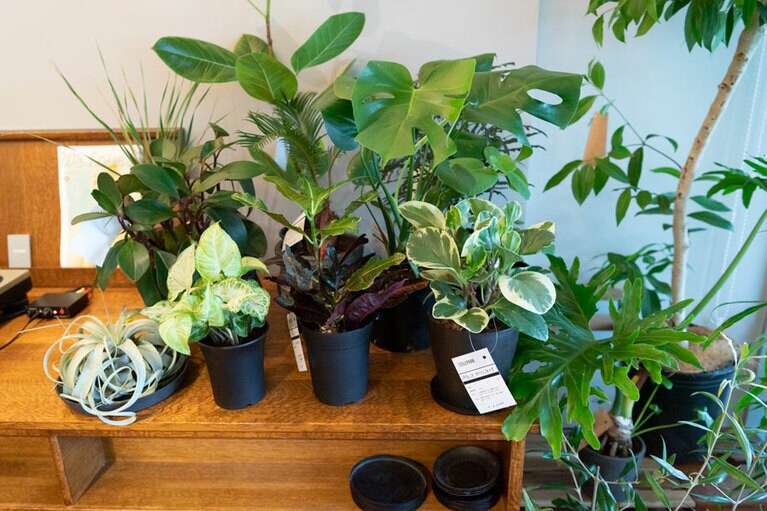 お店に入ってすぐに置かれている植物たち。それぞれの植物の特徴や水やりの頻度などが丁寧に書かれているので、買ってからの育て方に困らない。