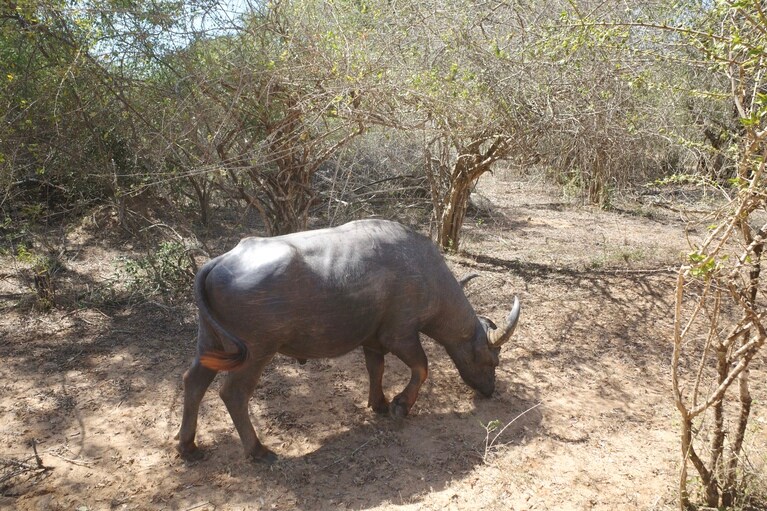 間近に現れたスイギュウは、なかなかの迫力だった。