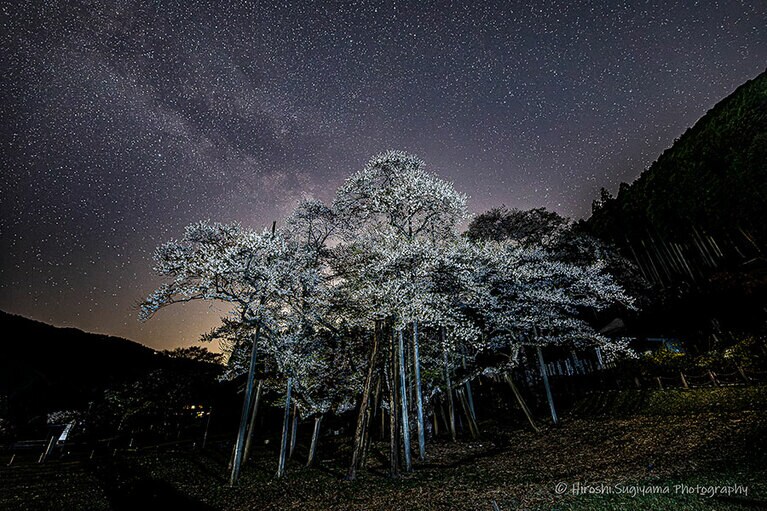 根尾淡墨公園。杉山浩
