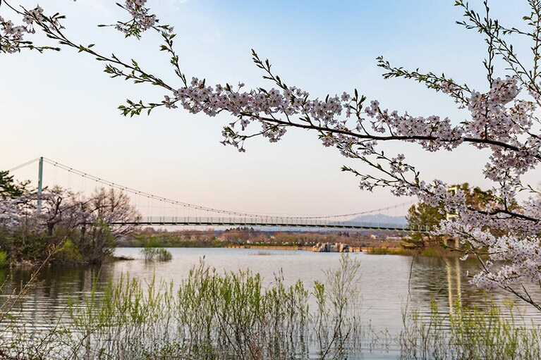 芦野公園の桜。