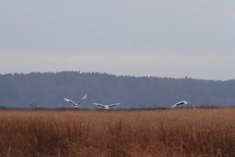 特別天然記念物のタンチョウを眺めていたら、ひらりと飛び立った。その優美な姿に感動！
