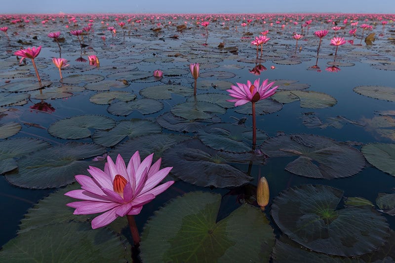 ピンクの蓮の花が水面を埋め尽くす タイの湖の絶景は冬の朝しか見られない 今日の絶景