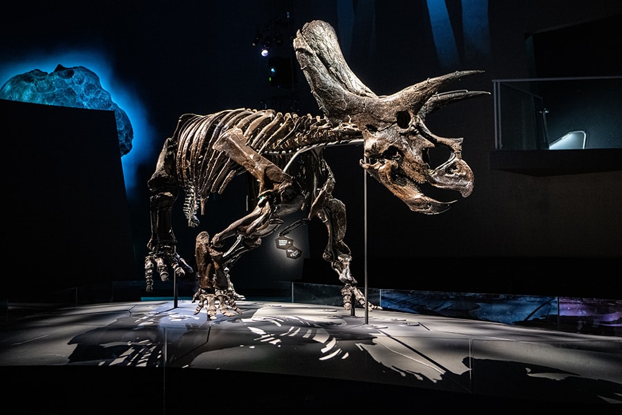 約6700万年前のトリケラトプスの化石。全長7メートルの恐竜を間近で。