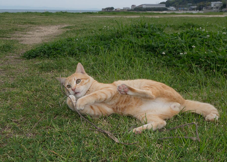 どの瞬間も可愛い猫だけれど、とびきりの瞬間をおさえたいもの。