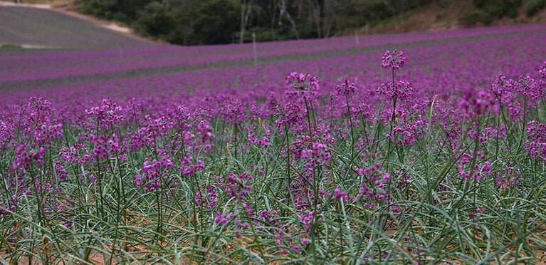 【鳥取県】らっきょうの花畑。🄫鳥取県