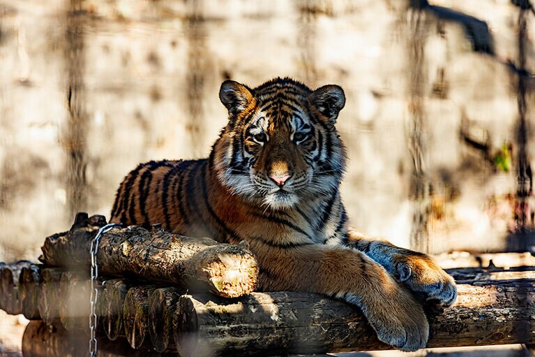居場所を変えて、またくつろぐフタバ。