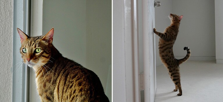 「追尾AF」モードを使えば、カメラを動かしても優雅に歩く愛猫にピントを合わせ続けることができ、いちばんかわいい表情やフォルムをしっかり押さえられる：宮田さん撮影