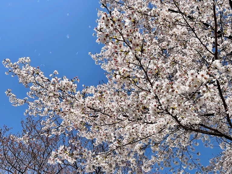 暖かくなって嬉しい反面、花粉症が気になる季節。