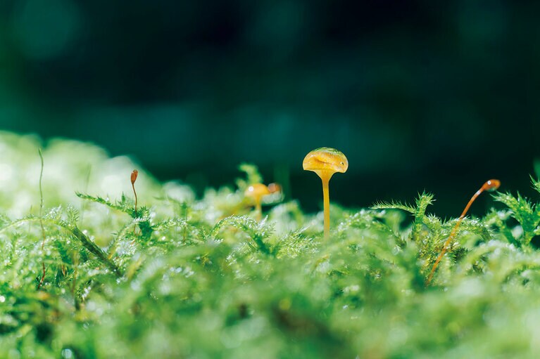 「苔さんぽ」で出合う苔やきのこの世界。渓流コンシェルジュの解説を聞きながら探索する。