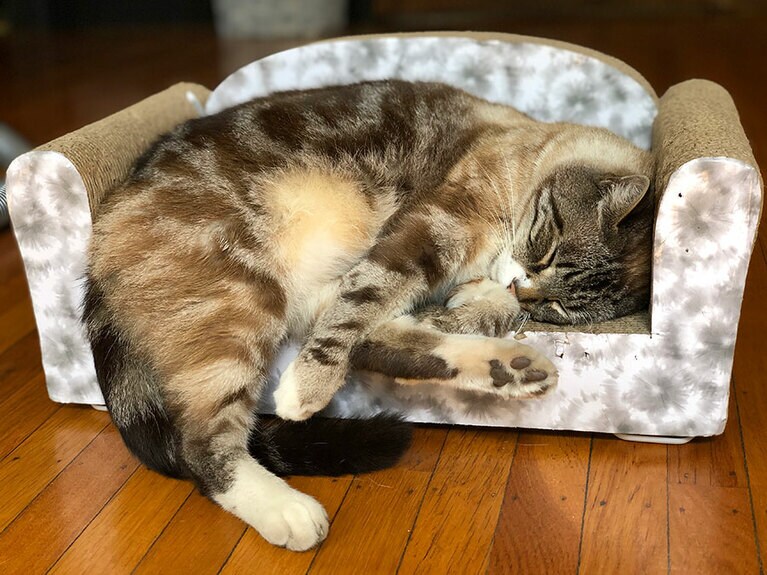 ココ ♂ 8歳。お気に入りのソファ型爪とぎなんですが、どうしてもいつもちょっとはみ出してしまうココちゃんです（ペチュさん）