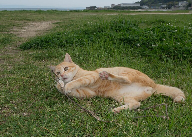 どの瞬間も可愛い猫だけれど、とびきりの瞬間をおさえたいもの。