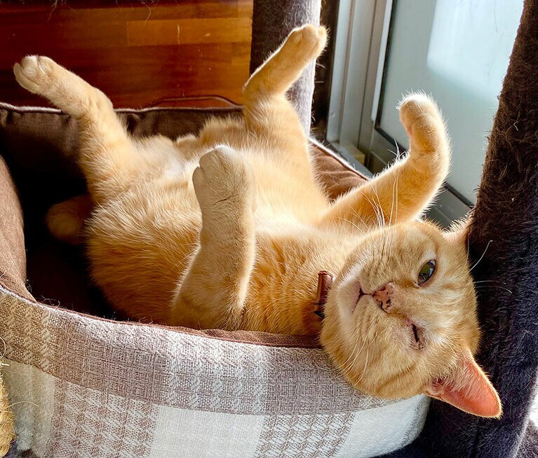 モカ ♂ 8歳。食いしん坊の甘えん坊でへそ天でいる事が多いです。