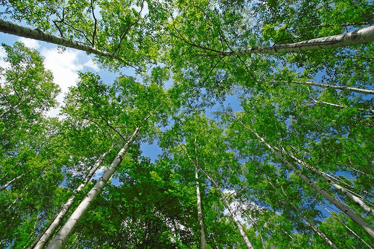 【岩手県】平庭高原の白樺。